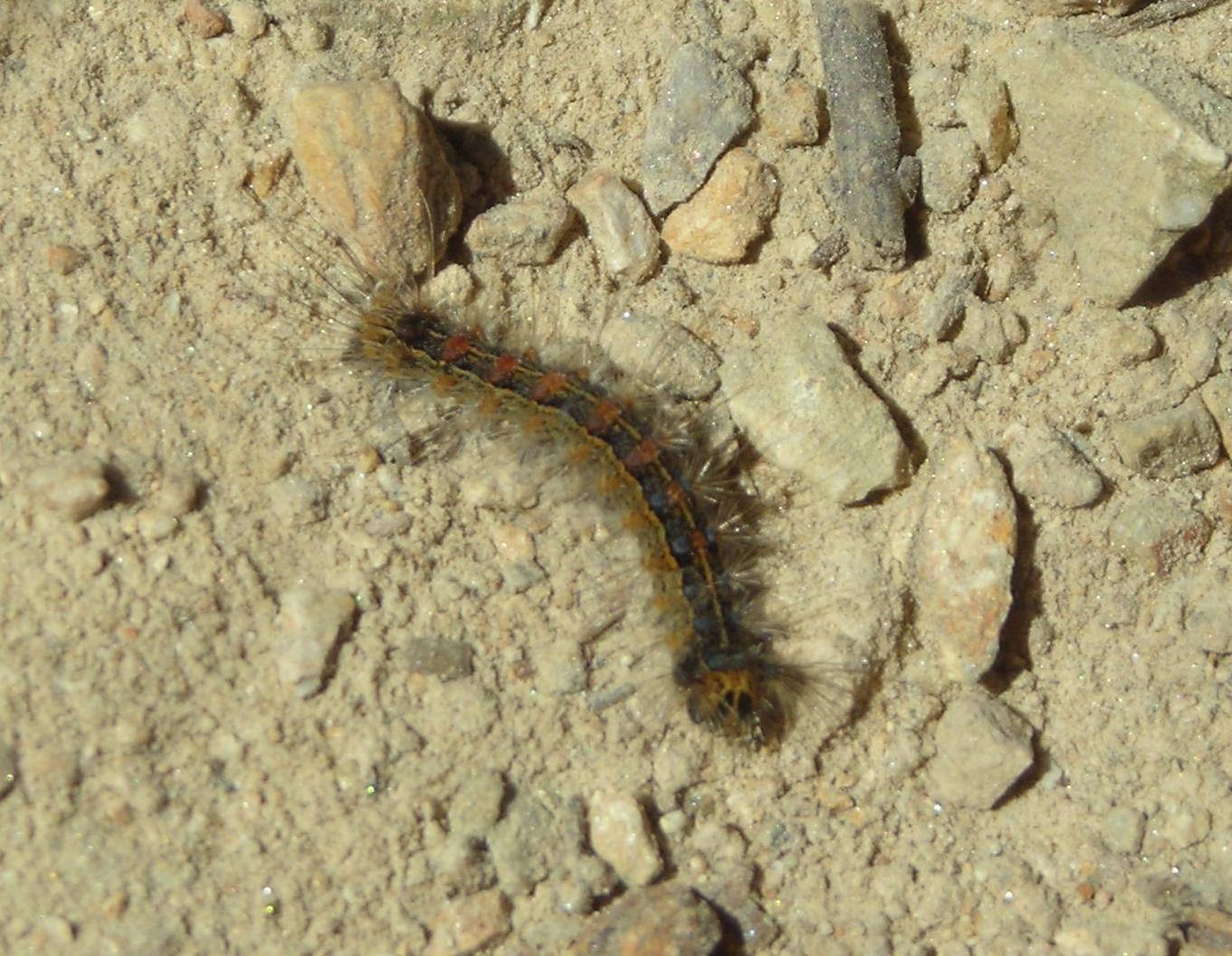 Lymantriidae? Isola d''Elba